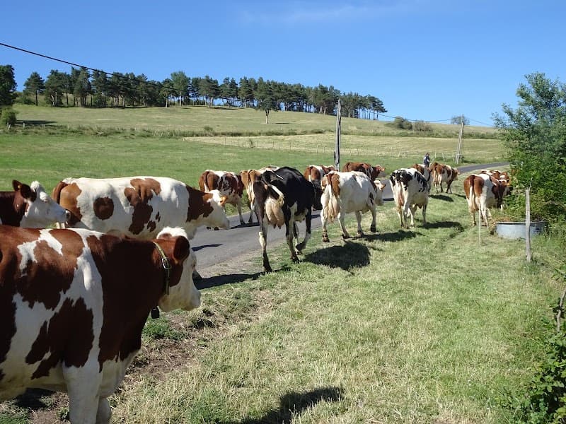 La Ferme des Prades - Dégustation de Saint-Nectaire (3)