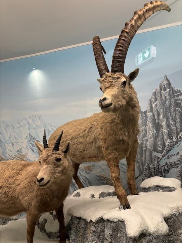 Maison de la Faune (3)